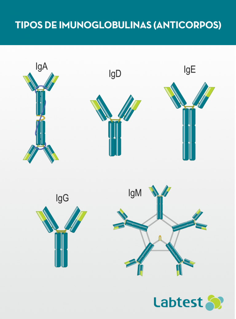 Labtest Diagnóstica | Diagnóstico in vitro: uma introdução à resposta